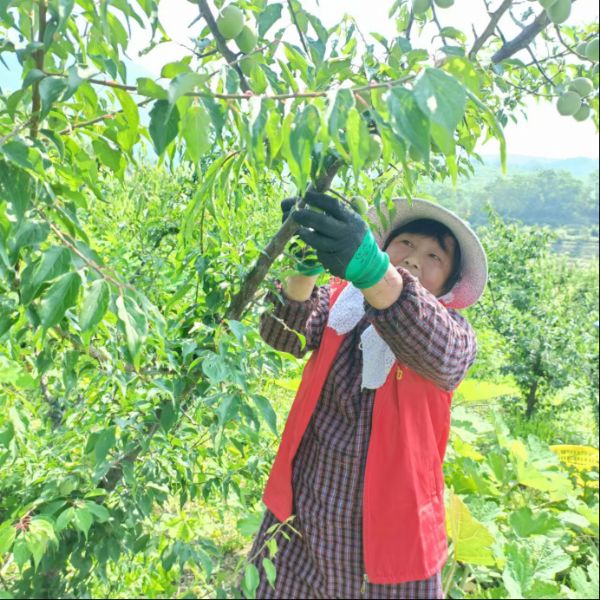 太湖县 | 徐桥镇 ：青梅园里结硕果，巾帼助农产业兴